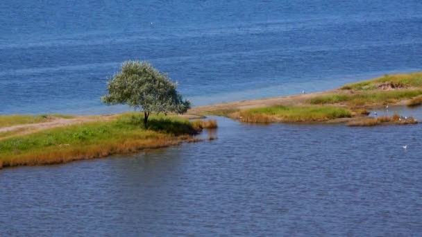 ティリグル河口 ウクライナの水で満たされた銀行の海岸にある孤独な木 — ストック動画