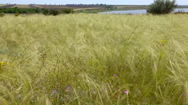 乌克兰羽草草场 野草种 Stipa Capillata — 图库视频影像