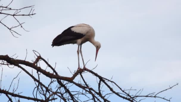 Beyaz Leylek Ciconia Ciconia Bir Ağaçta Oturan Kuş Ukrayna — Stok video