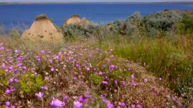 Çiçek açan bozkır (