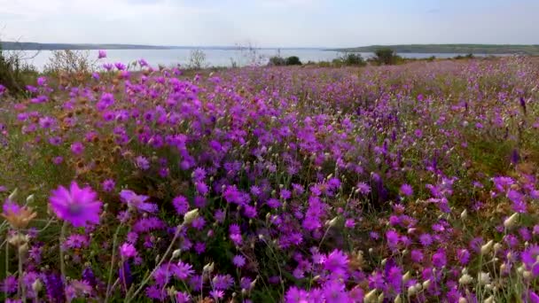 Estepa Floreciente Xeranthemum Annuum Una Especie Planta Con Flores También — Vídeo de stock