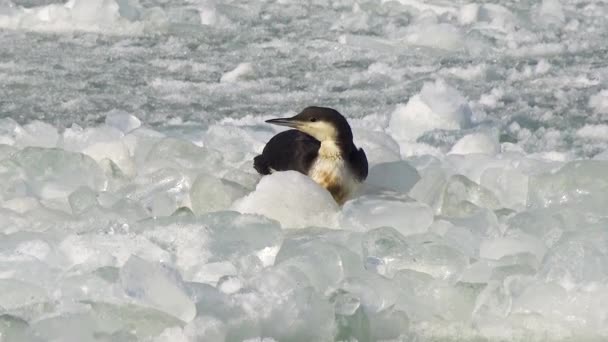 Lomo Garganta Negra Gavia Arctica Pájaro Congela Sobre Hielo Flotante — Vídeo de stock