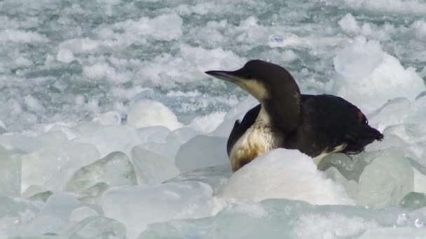 Lon Czarnogardłowy Gavia Arctica Ptak Zamarza Dryfującym Lodzie Mroźnym Morzu — Wideo stockowe