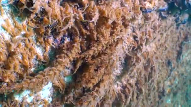 Πανίδα Της Μαύρης Θάλασσας Υδροειδή Οβελία Συνδιασκεδάζει Μαύρη Θάλασσα — Αρχείο Βίντεο