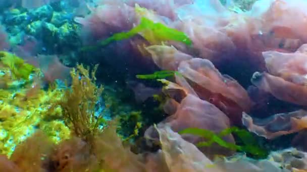 Algas Rojas Porphira Leucosticta Ceramium Enteromorpha Sobre Rocas Mar Negro — Vídeo de stock