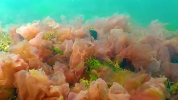 Alghe Rosse Porphira Leucosticta Ceramium Enteromorpha Sulle Rocce Del Mar — Video Stock