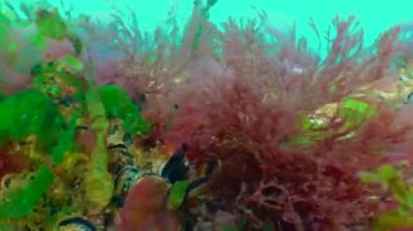 Kırmızı algler (Porphira leucosticta, Seramium sp., Enteromorpha sp.) Karadeniz 'deki kayalıklarda