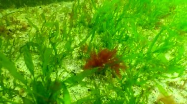 Karadeniz 'in yosunları. Deniz tabanındaki kayalıklarda yeşil ve kırmızı algler. Su altı manzarası. Karadeniz