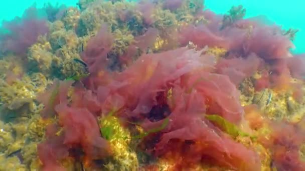 Algas Rojas Porphira Leucosticta Ceramium Enteromorpha Sobre Rocas Mar Negro — Vídeo de stock