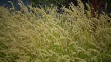 Ukrayna 'nın vahşi bozkırları. Kızıl Spire (Melica transsilvanica) ve (Calamagrostis epigeios) 