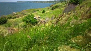 Ukrayna 'nın vahşi bozkırları. Kızıl Spire (Melica transsilvanica) ve (Calamagrostis epigeios) 