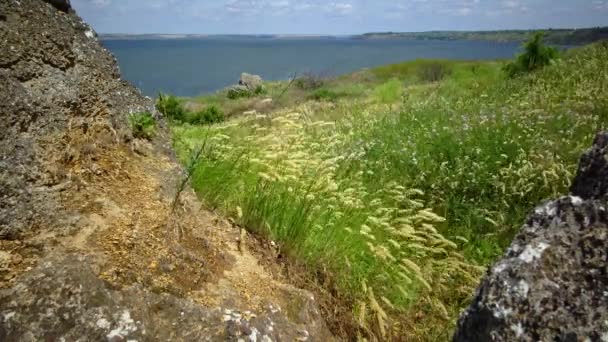 Ukrainska Vilda Stäpp Spikelets Mot Red Spire Melica Transsilvanica Och — Stockvideo