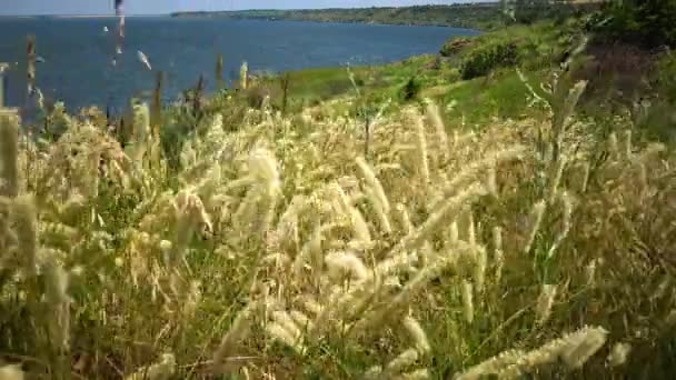 乌克兰野生草原 蜘蛛网对抗红尖刺 Melica Transsilvanica Calamagrostis Epigeios — 图库视频影像