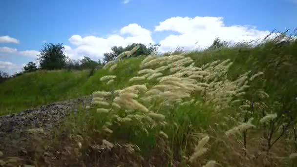 乌克兰野生草原 蜘蛛网对抗红尖刺 Melica Transsilvanica Calamagrostis Epigeios — 图库视频影像