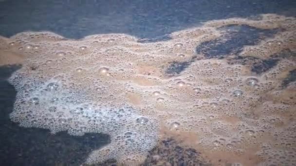 Œufs Crevettes Saumure Sur Plage Artemia Salina Œufs Sur Plage — Video