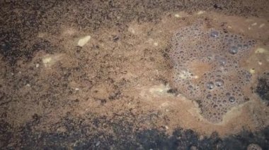 Sahilde tuzlu karides yumurtaları (Artemia salina)
