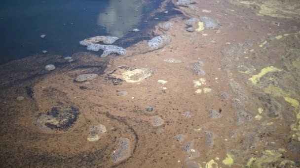 Salta Räkägg Stranden Artemia Salina Ägg Stranden — Stockvideo