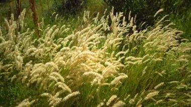 Ukrayna 'nın vahşi bozkırları. Kızıl Spire (Melica transsilvanica) ve (Calamagrostis epigeios) 