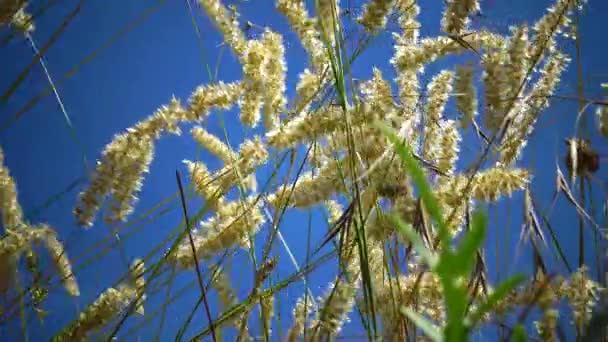 Ukrainska Vilda Stäpp Spikelets Mot Den Blå Himlen Red Spire — Stockvideo