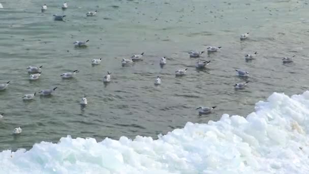 鸭和普通海鸥 在冰上 乌克兰的鸟类 — 图库视频影像
