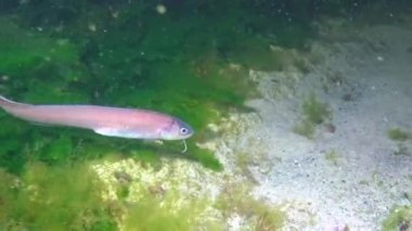 Karadeniz Balığı, Roche 'un yılan karışımı (Ophidion rochei), Actinopterygii. 