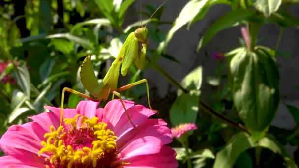 捕食昆虫は植物を捕食する ヨーロッパのカマキリ Mantis Ligiosa — ストック動画