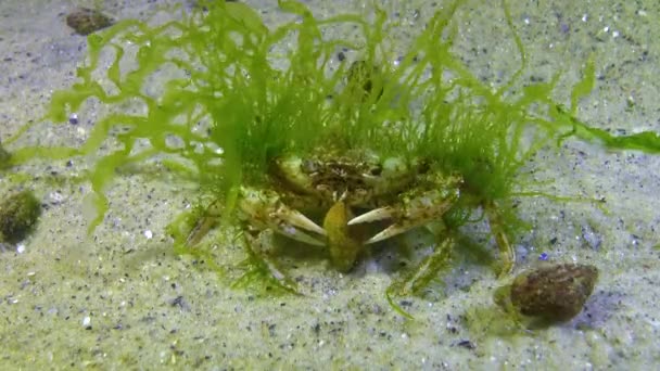 鲤鱼上的绿藻游蟹 大孔蟹 — 图库视频影像
