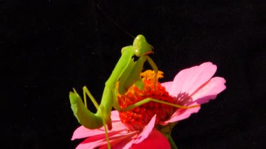 Yırtıcı böcekler bitkileri avlar. Avrupa peygamber devesi (Mantis religiosa)). 