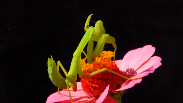 Inseto Predador Ataca Plantas Mantis Europeu Mantis Religiosa — Vídeo de Stock