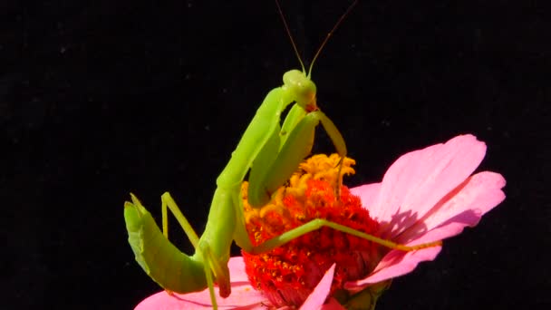 Das Räuberische Insekt Macht Jagd Auf Pflanzen Die Gottesanbeterin Mantis — Stockvideo