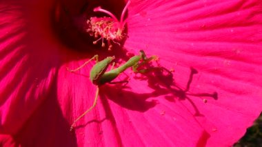 Yırtıcı böcekler bitkileri avlar. Avrupa peygamber devesi (Mantis religiosa)). 