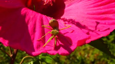 Yırtıcı böcekler bitkileri avlar. Avrupa peygamber devesi (Mantis religiosa)). 