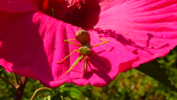 Den Rovgiriga Insekten Jagar Växter Den Europeiska Mantisen Mantis Religiosa — Stockvideo