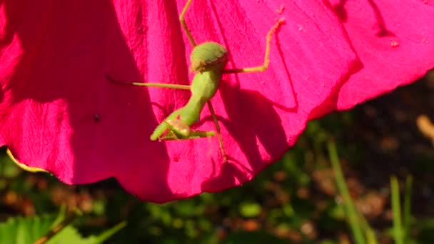 Das Räuberische Insekt Macht Jagd Auf Pflanzen Die Gottesanbeterin Mantis — Stockvideo