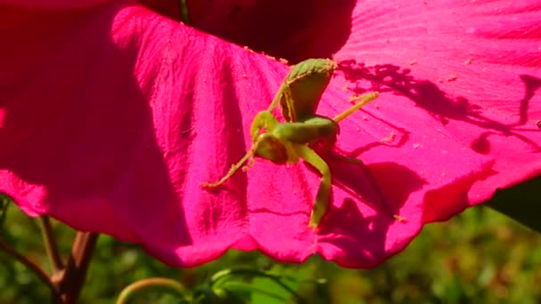 Het Roofzuchtige Insect Jaagt Planten Europese Bidsprinkhaan Mantis Religiosa — Stockvideo