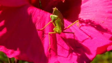 Yırtıcı böcekler bitkileri avlar. Avrupa peygamber devesi (Mantis religiosa)). 