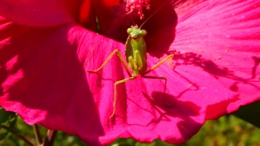 Yırtıcı böcekler bitkileri avlar. Avrupa peygamber devesi (Mantis religiosa)). 