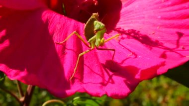 Yırtıcı böcekler bitkileri avlar. Avrupa peygamber devesi (Mantis religiosa)). 