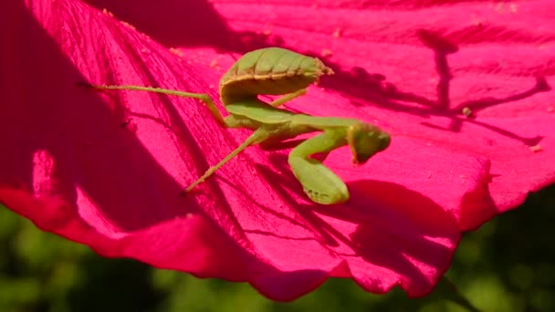 捕食昆虫は植物を捕食する ヨーロッパのカマキリ Mantis Ligiosa — ストック動画