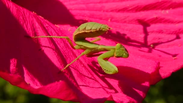 捕食昆虫は植物を捕食する ヨーロッパのカマキリ Mantis Ligiosa — ストック動画