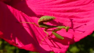 Yırtıcı böcekler bitkileri avlar. Avrupa peygamber devesi (Mantis religiosa)). 