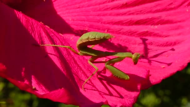 Het Roofzuchtige Insect Jaagt Planten Europese Bidsprinkhaan Mantis Religiosa — Stockvideo