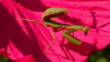 Yırtıcı böcekler bitkileri avlar. Avrupa peygamber devesi (Mantis religiosa)). 