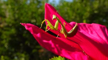 Yırtıcı böcekler bitkileri avlar. Avrupa peygamber devesi (Mantis religiosa)). 