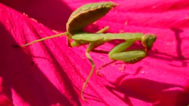 Yırtıcı böcekler bitkileri avlar. Avrupa peygamber devesi (Mantis religiosa)). 