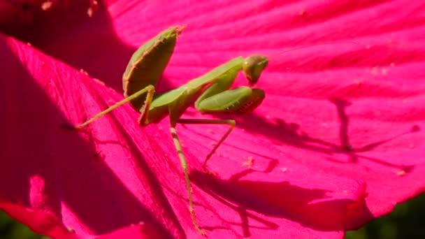 Insecto Depredador Aprovecha Las Plantas Mantis Europea Mantis Religiosa — Vídeo de stock