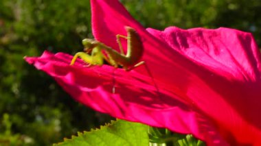Yırtıcı böcekler bitkileri avlar. Avrupa peygamber devesi (Mantis religiosa)). 