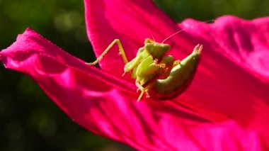Yırtıcı böcekler bitkileri avlar. Avrupa peygamber devesi (Mantis religiosa)). 