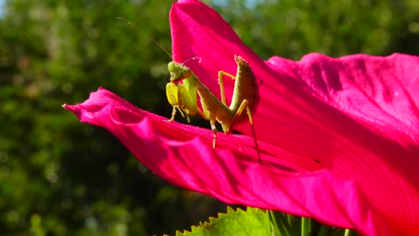 Den Rovgiriga Insekten Jagar Växter Den Europeiska Mantisen Mantis Religiosa — Stockvideo