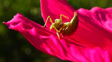 Yırtıcı böcekler bitkileri avlar. Avrupa peygamber devesi (Mantis religiosa)). 